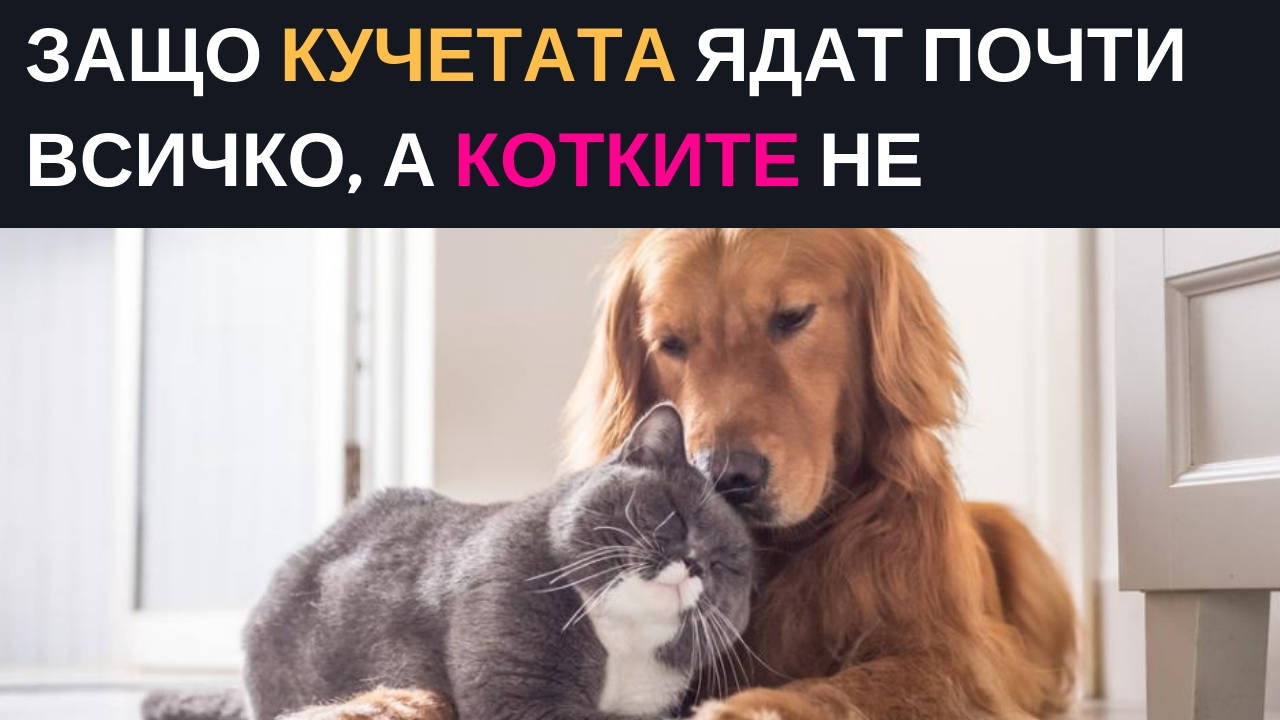 Защо кучетата ядат почто всичко, а котките не