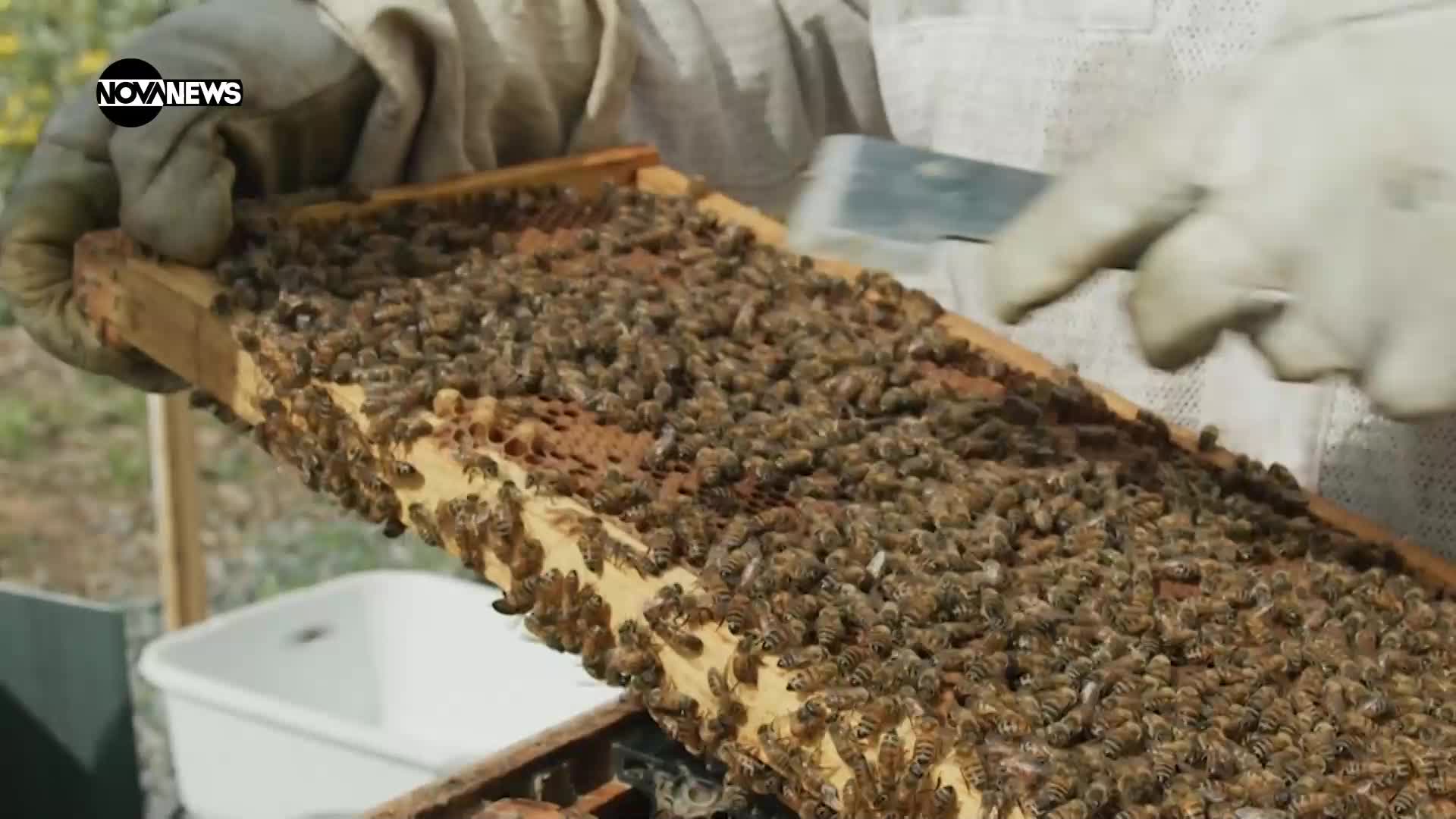 VOA Технологии: Пчелите