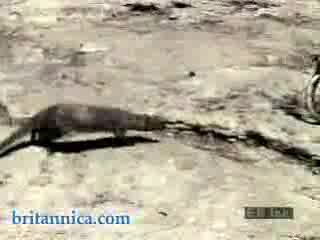 Не Винаги Змиите Побеждават