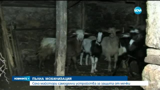 Мечка вдигна на нокти цяло село