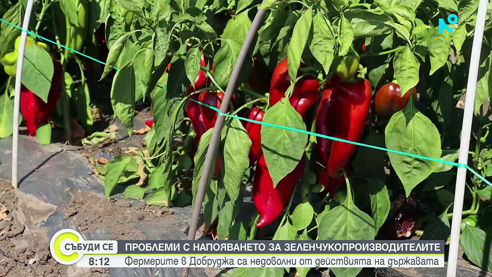Зеленчукопроизводители алармират за проблеми с напояването в Добруджа