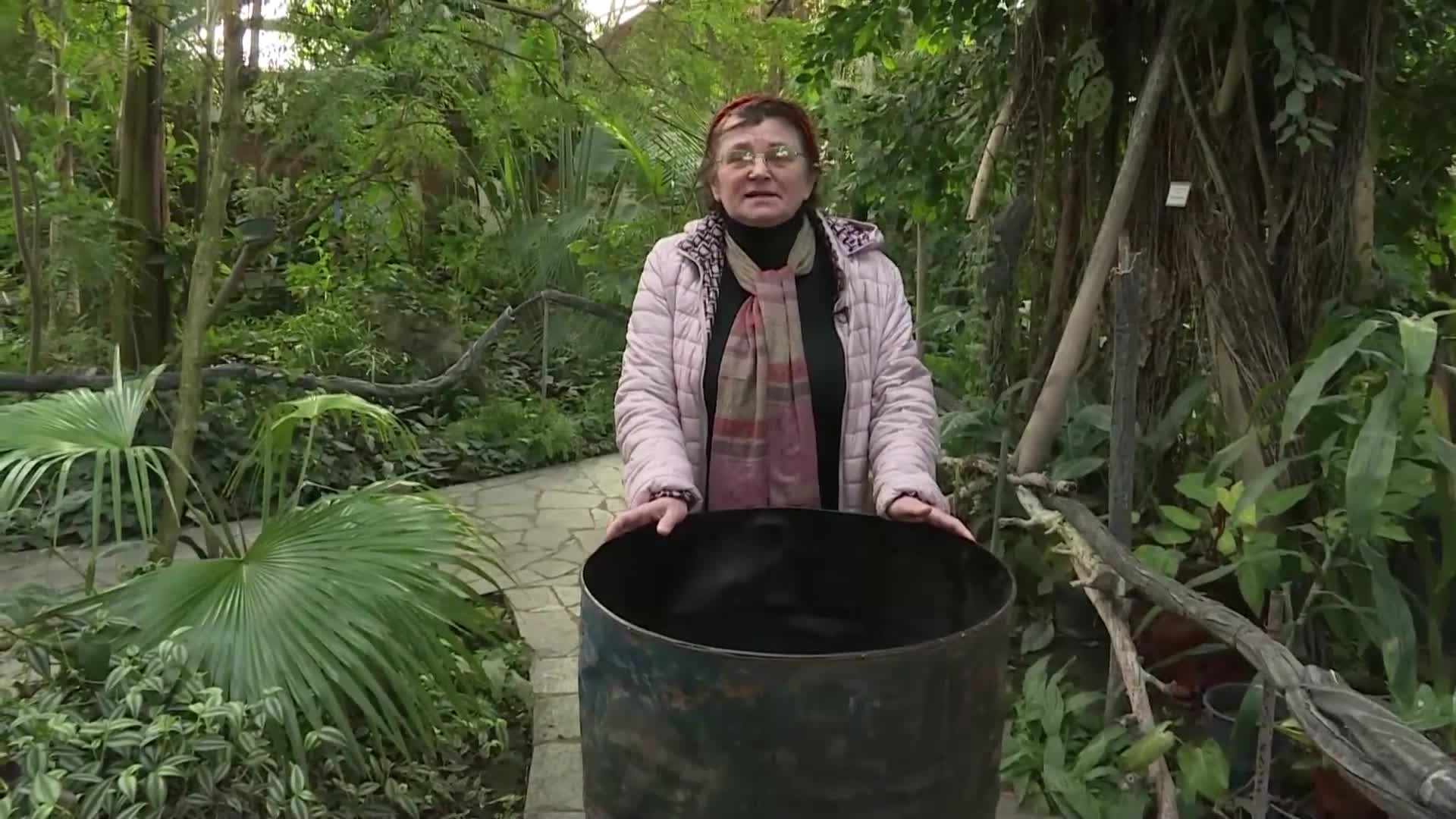 Лошото елекектрозахванване застрашава тропическите растения в ботаническата градина в Киев (ВИДЕО)
