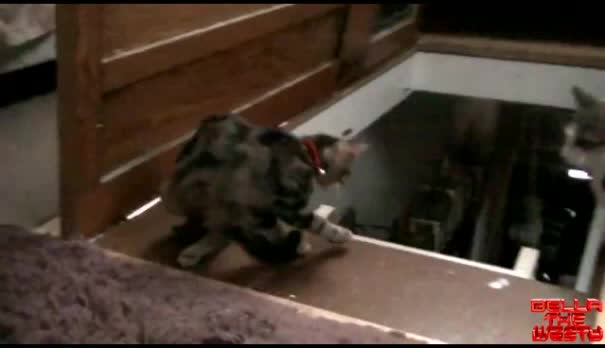 Котка Бута Друга Котка На Стълба