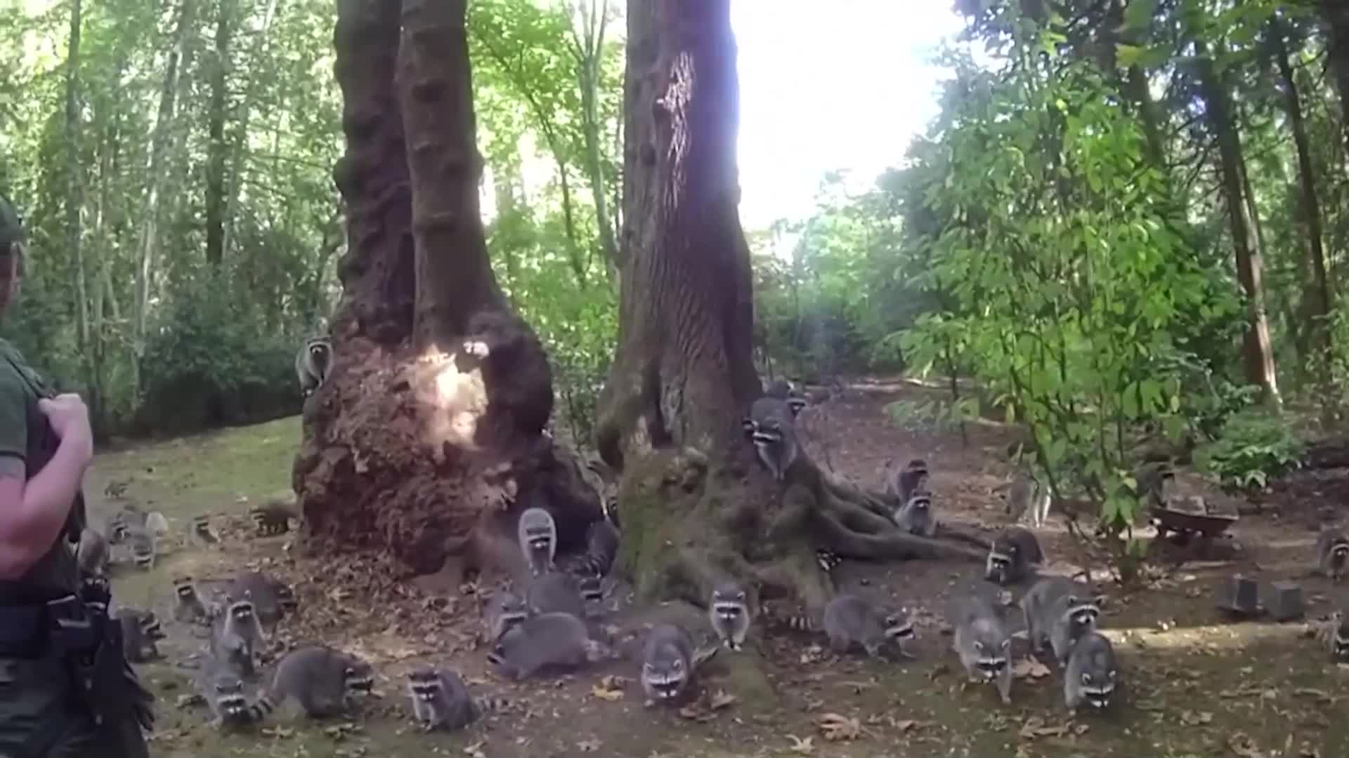 Десетки гладни имоти "нахлуха" в частен имот, наложи се намеса на полицията (ВИДЕО)