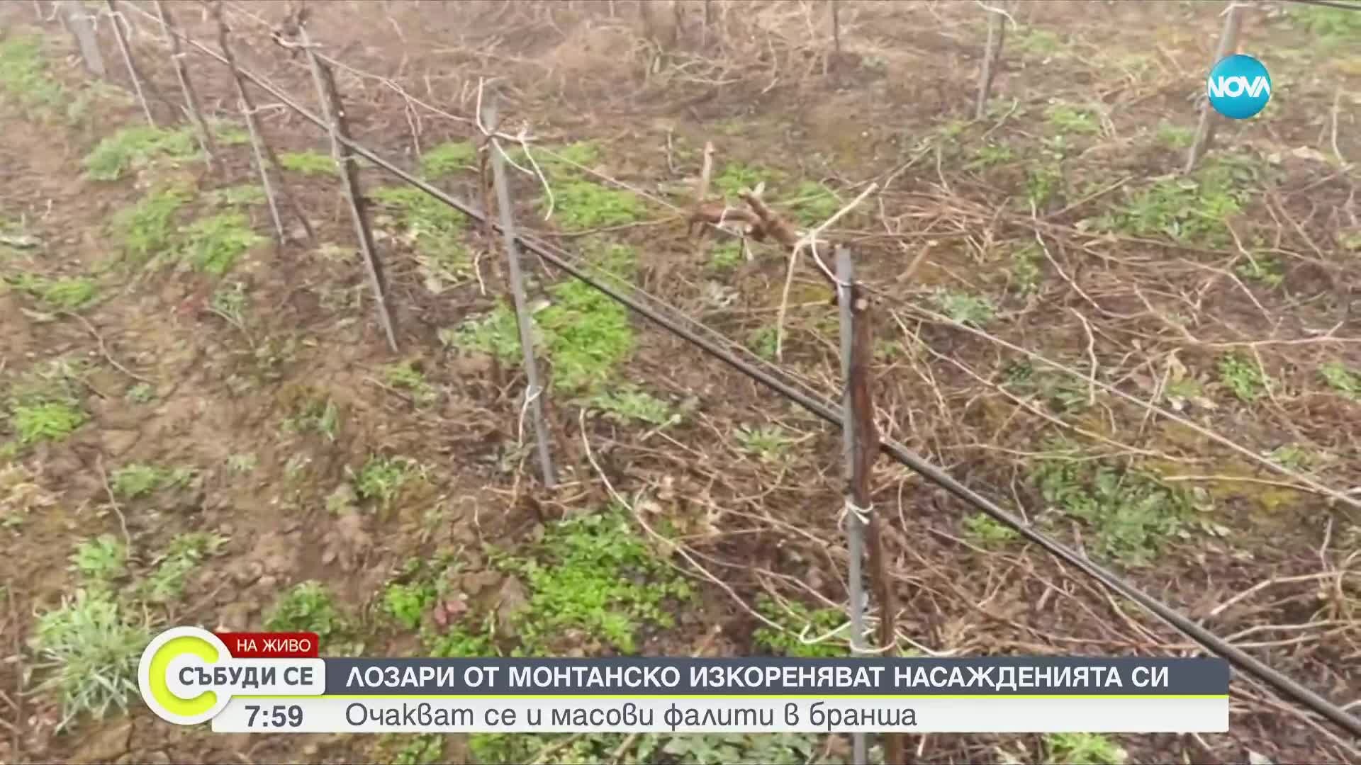 Лозари изкореняват насажденията си и са пред фалит