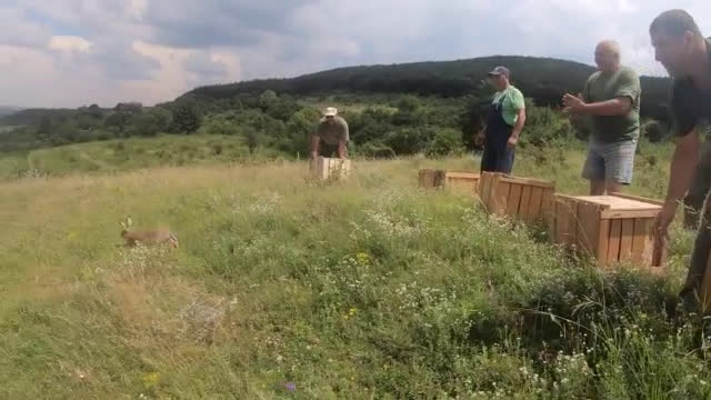 Разселват диви зайци в Североизточна България