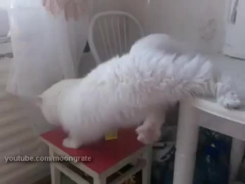 Това коте доста смешно слиза от масата! :д