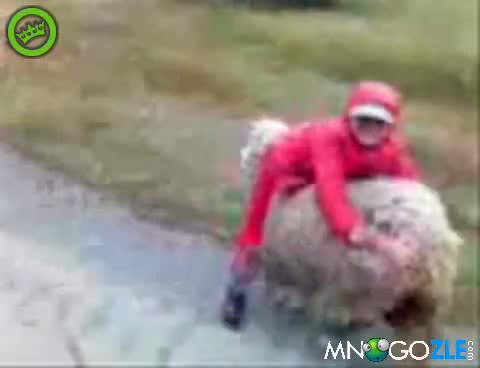 Смях!! Надбягване с овце