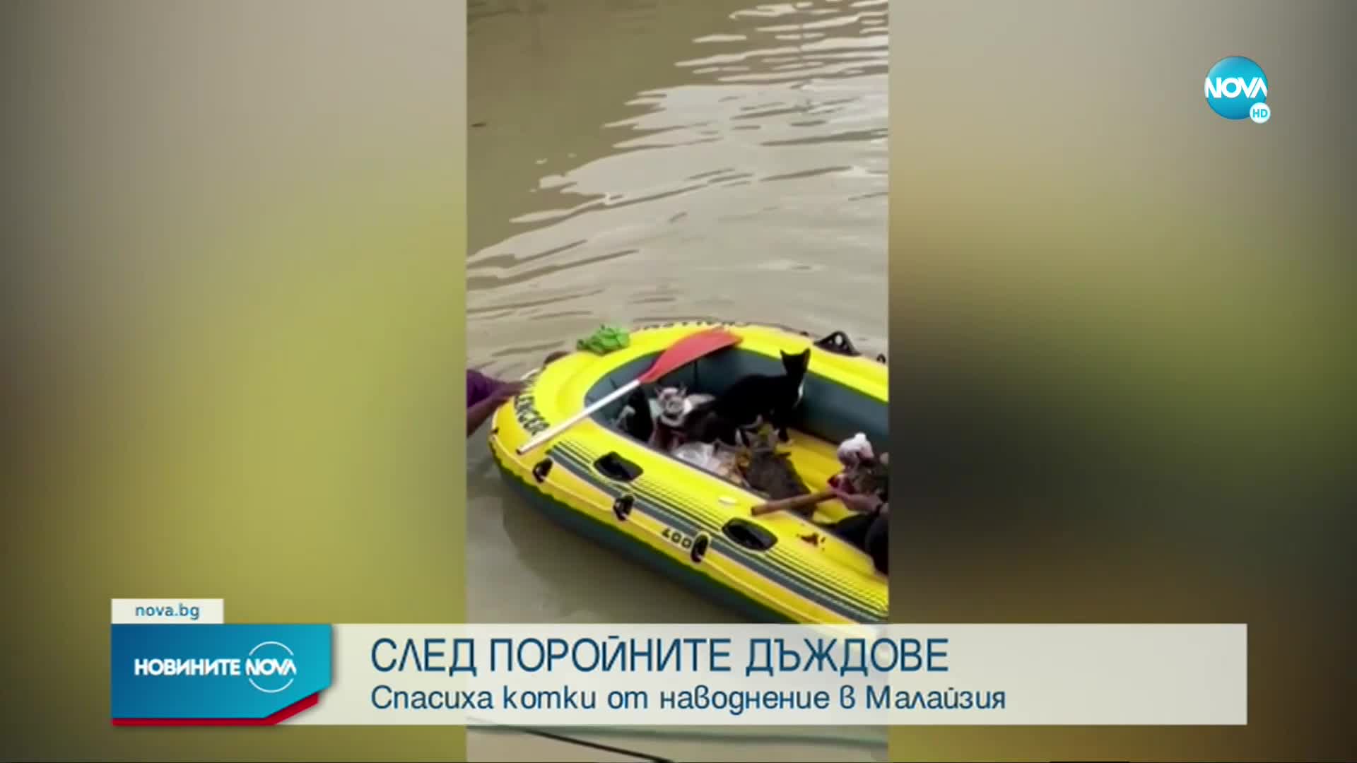 Спасиха котки от наводнение в Малайзия