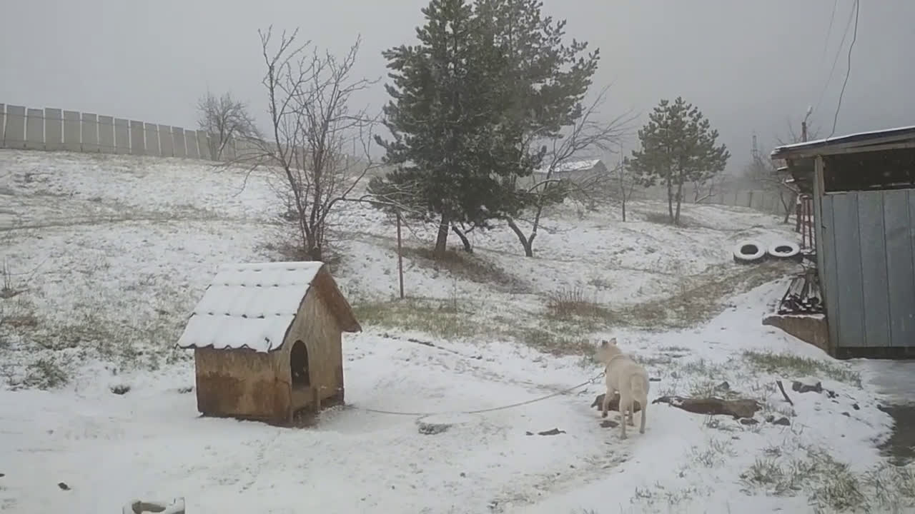 От "Моята новина": Сняг вали в момента в Перник