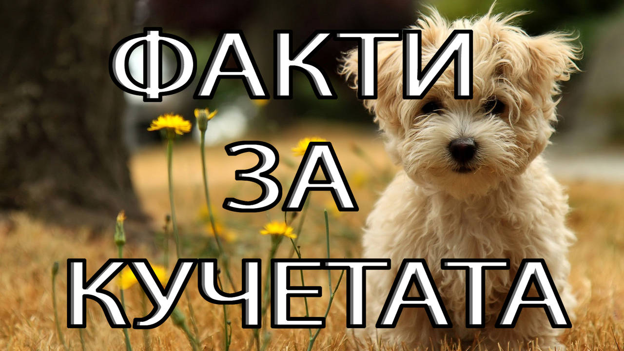 50 Факта за кучетата