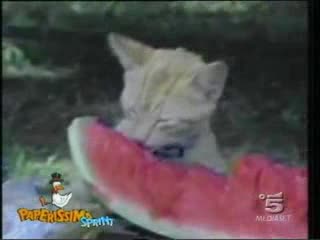Луди Котки