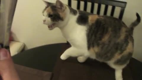Котка мрази Джъстин Бийбър