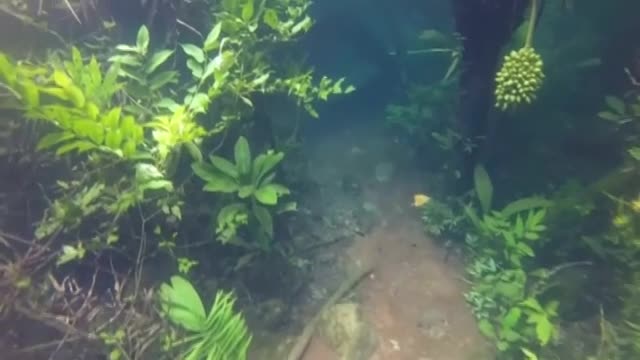 В Бразилия могат да се разхождат под вода