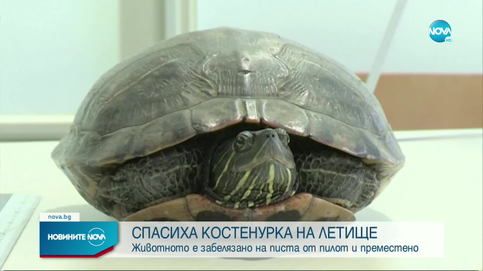 Костенурка предизвика закъснения на полетите в Япония