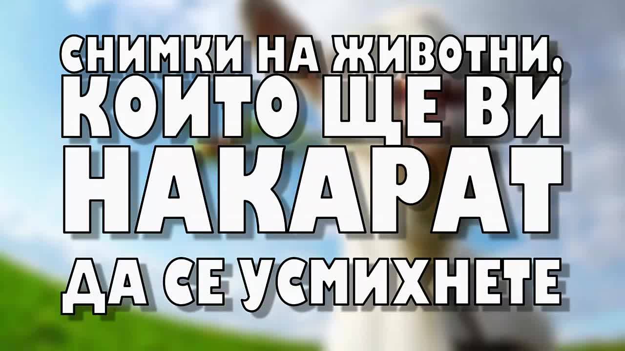Снимки на животни, които ще ви накарат да се усмихнете