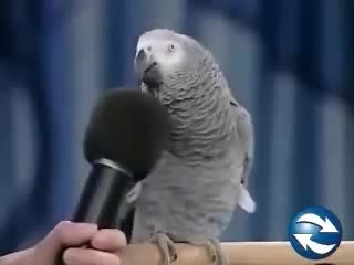 Parrot Onlyfans Слив