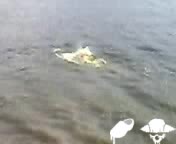 Не Влизайте Във Водата По Този Начин