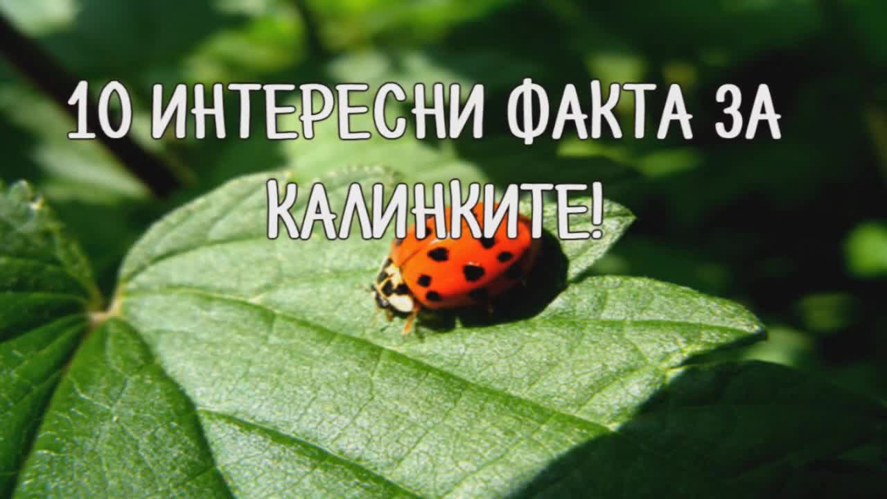 10 интересни факта за калинките