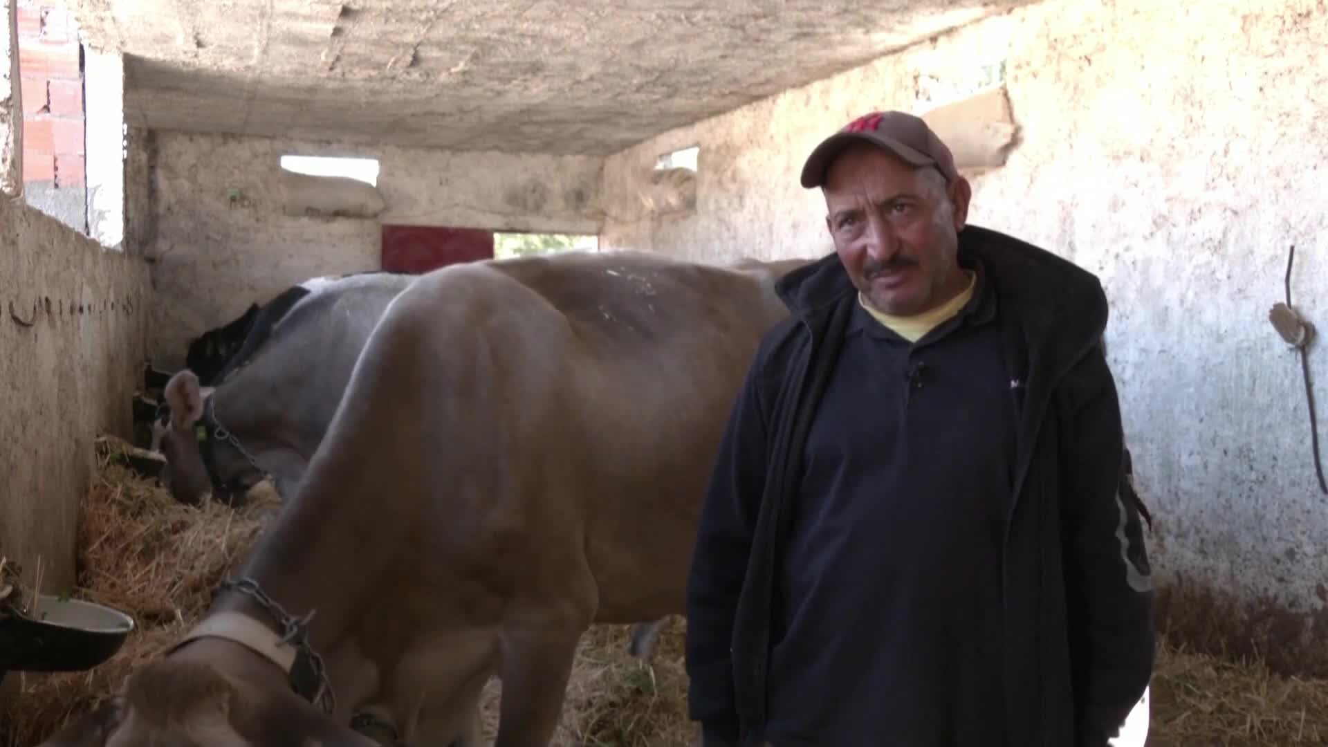 Приложение помага на фермери да отглеждат крави екологично (ВИДЕО)