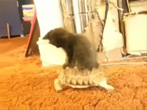 Кой е Boss тук xd
