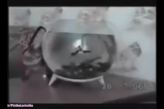 100% Смях с котки!