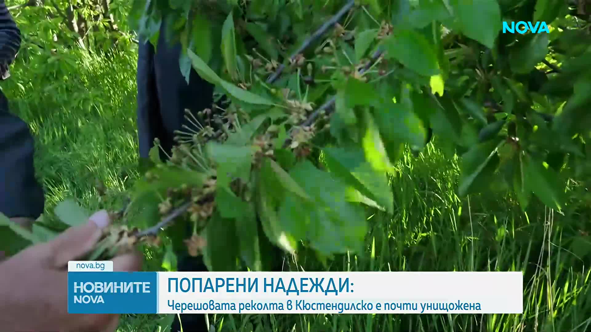 След студа: Черешовата реколта в Кюстендилско е почти унищожена