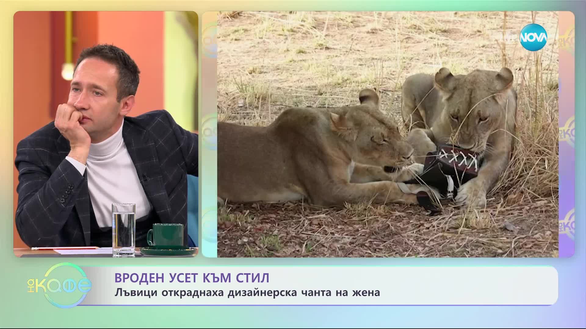 По време на сафари: Лъвици откраднаха маркова чанта от туристка