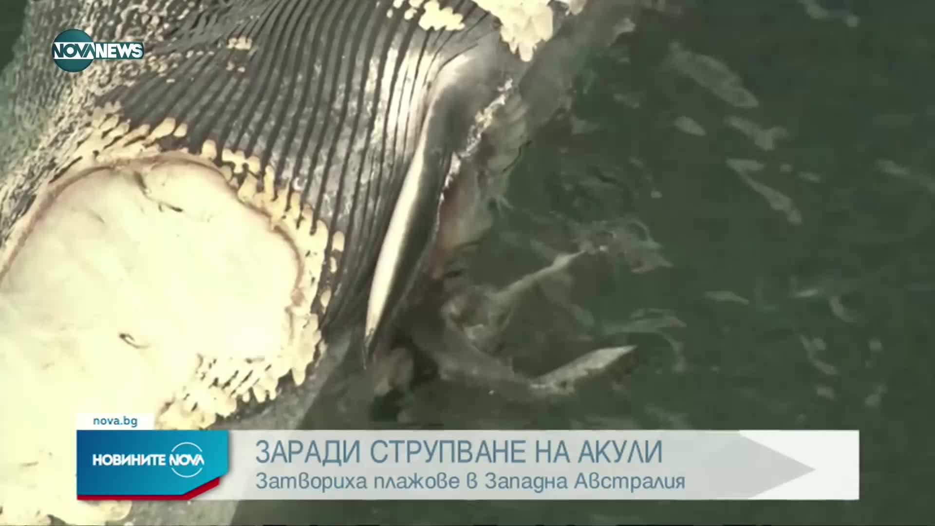 Затвориха плажовете в Австралия заради акули