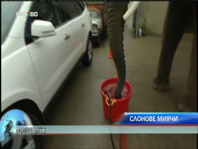 Слонове мият коли 