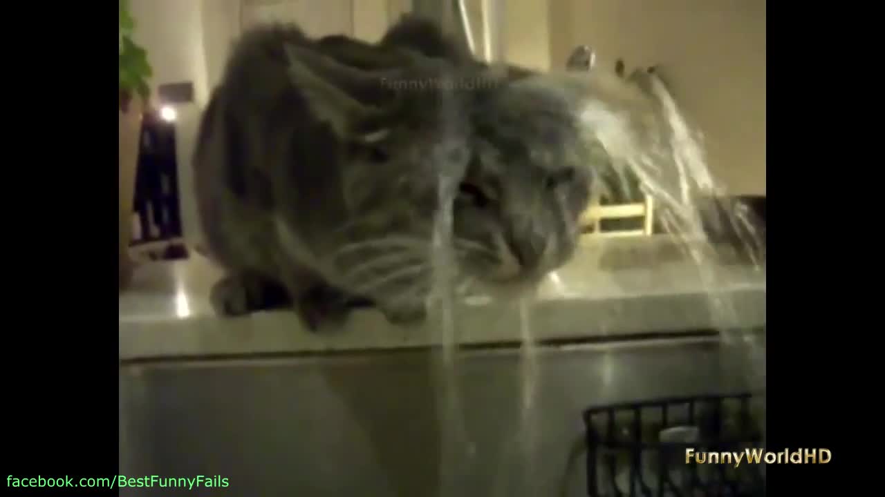 Смях !!! Котка пие вода по странен начин !