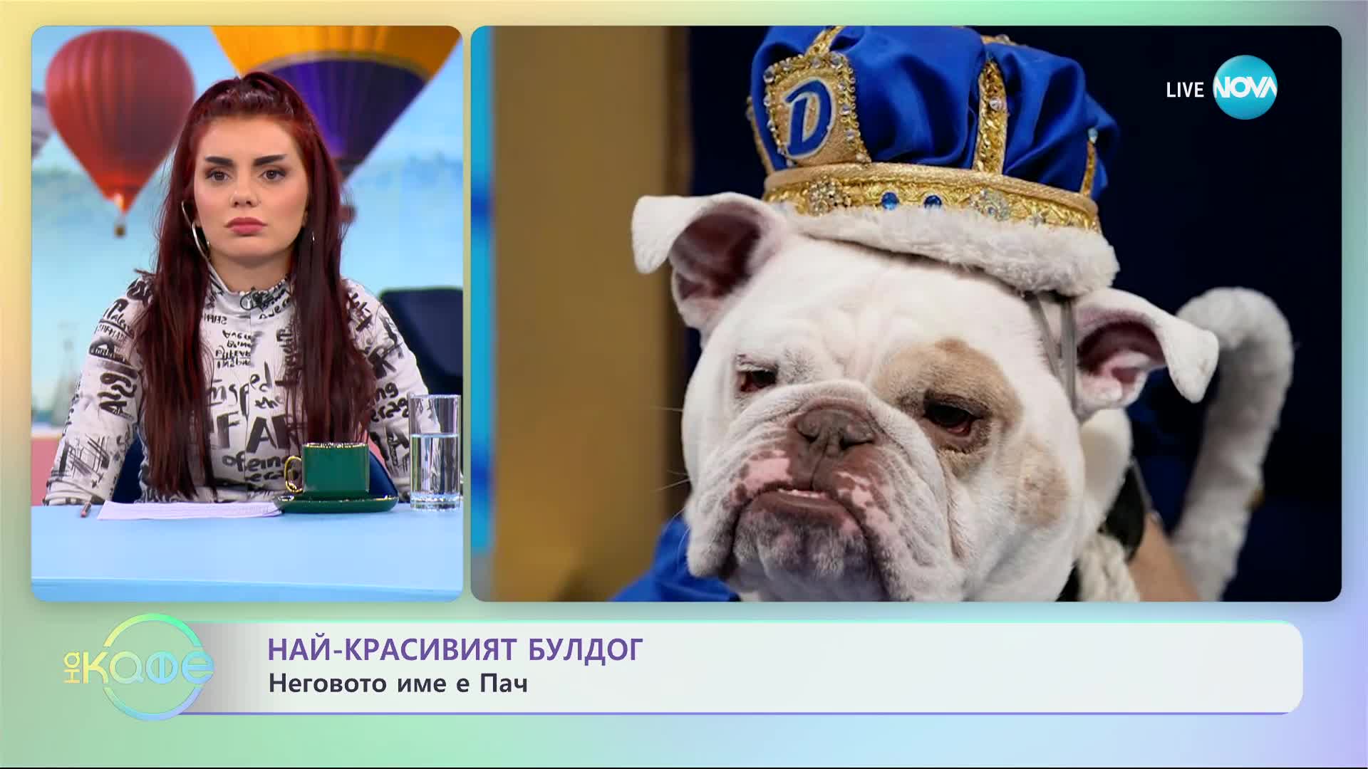 Отличиха най-красивия булдог в света