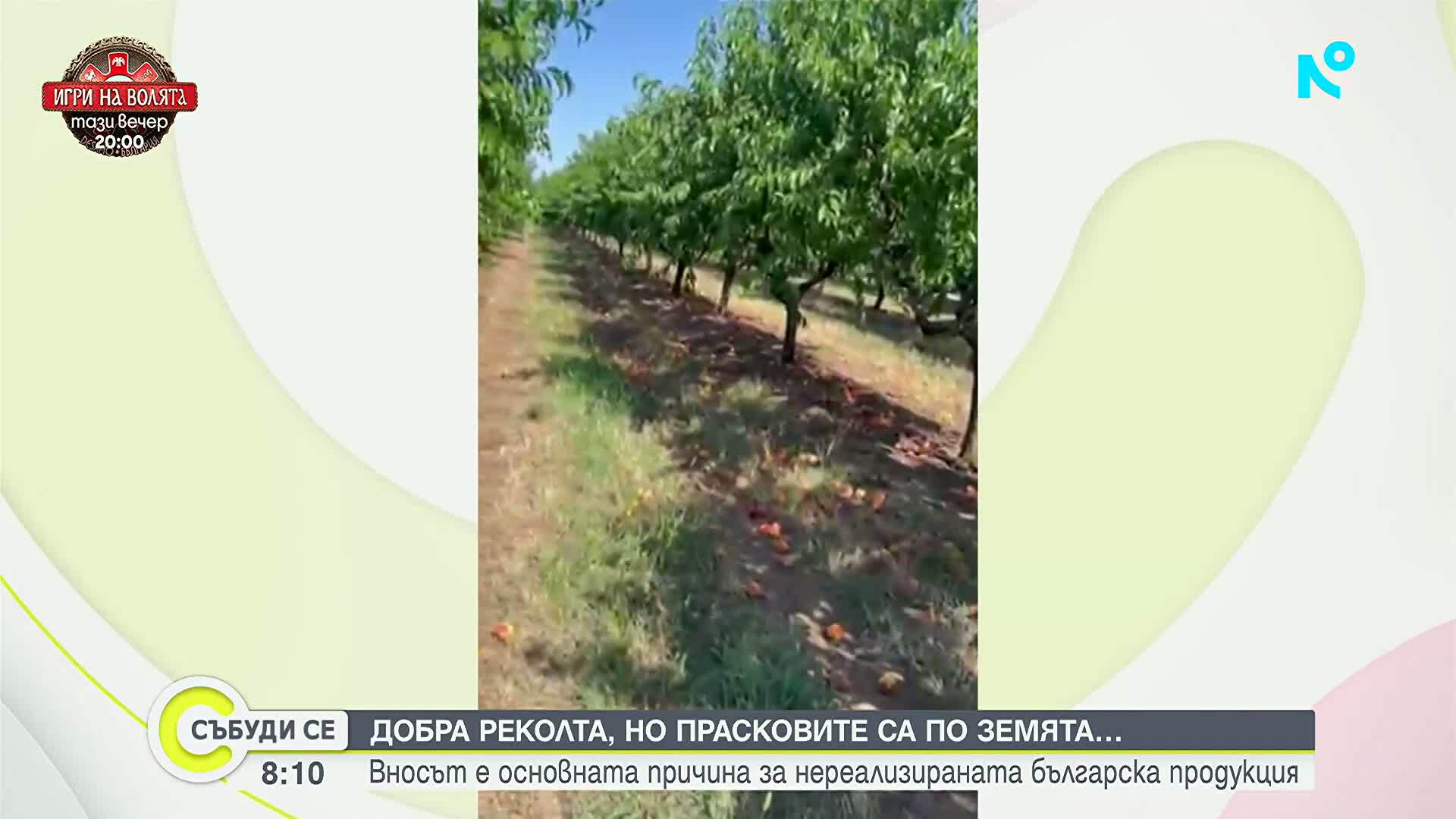 Богата реколта, но липса на пазари: Български праскови гният по земята