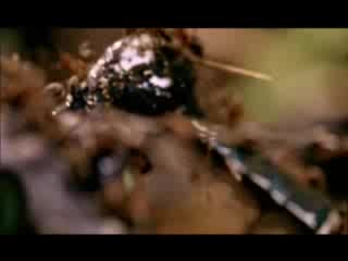Rammstein - Links 2 - 3 - 4 (превод)