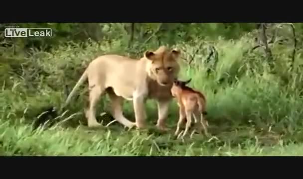 Лъв защитава малка антилопа от атаките на друг лъв ... Невероятни кадри !!!