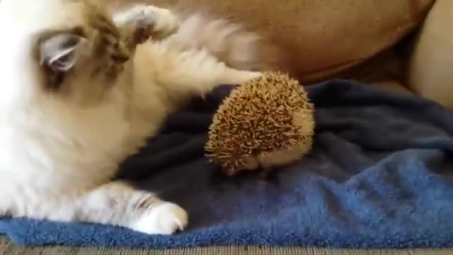 Коте сяда върху таралеж . (смях)