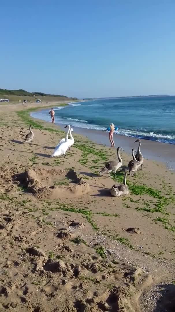 Лебеди и море