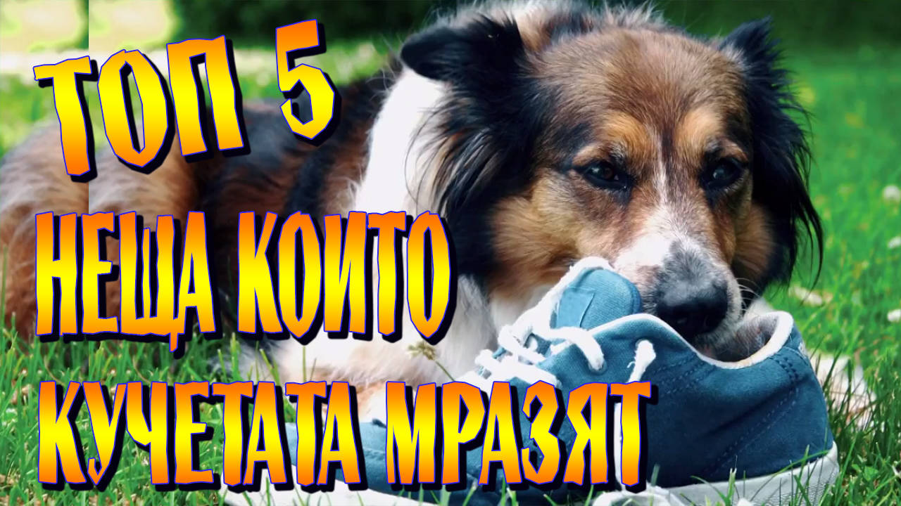 Топ 5 неща, които кучетата мразят