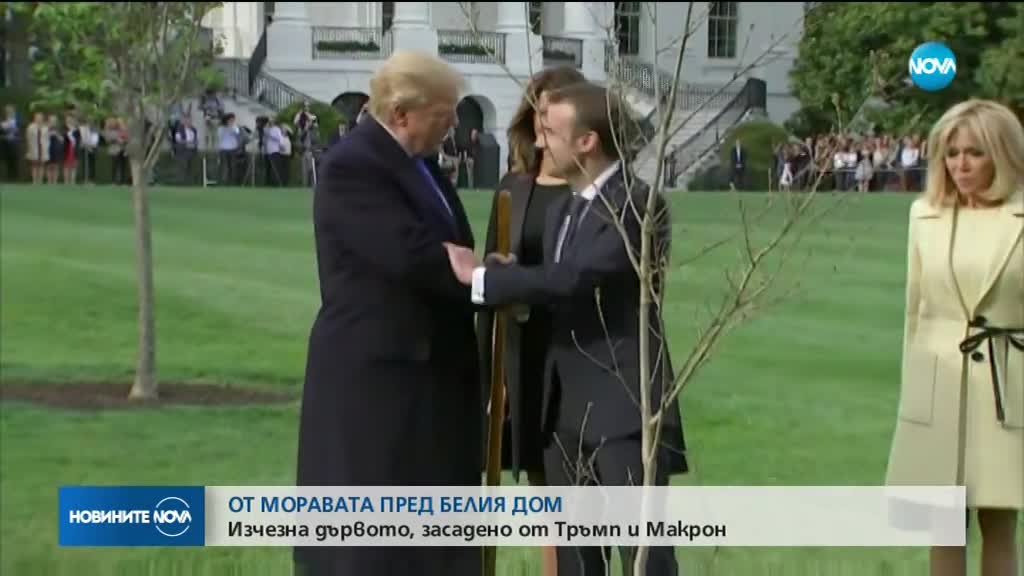 Изчезна дървото, засадено от Тръмп и Макрон