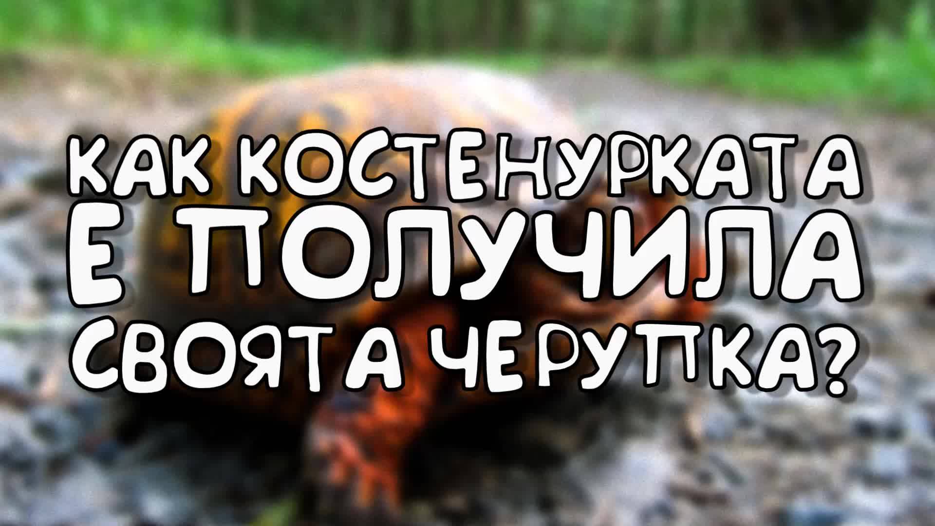 Как костенурката е получила своята черупка?