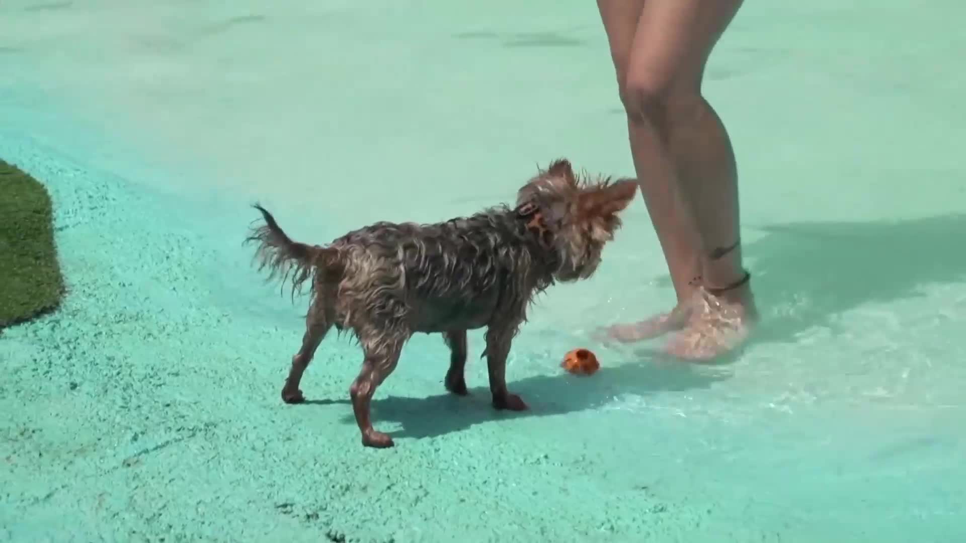 Прохлада в жегите: В Каталуния отвори врати воден парк за кучета (ВИДЕО)