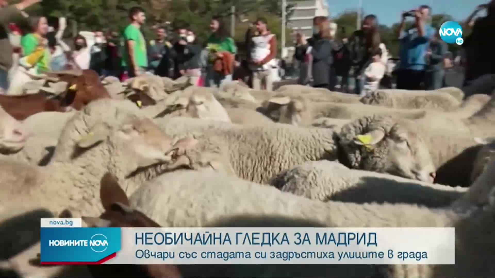 Овце задръстиха улиците на Мадрид