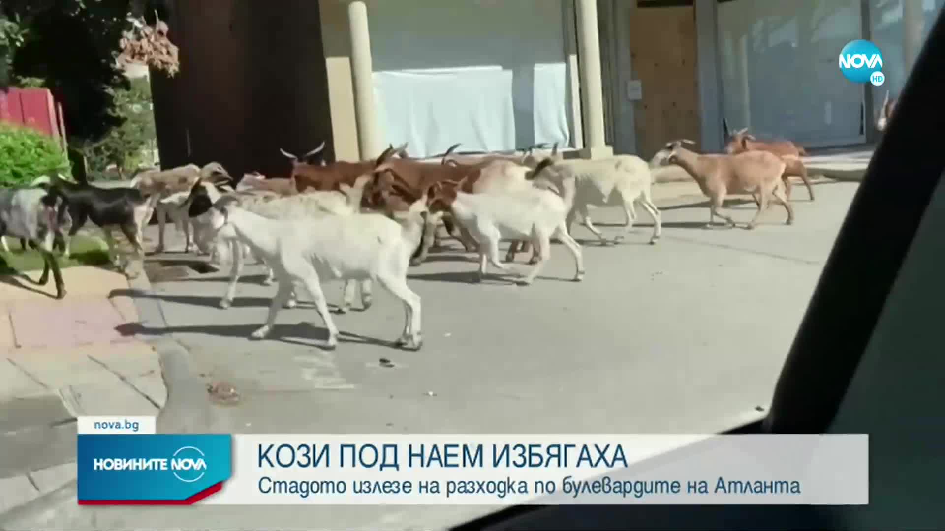 Стадо кози обиколи улиците на Атланта