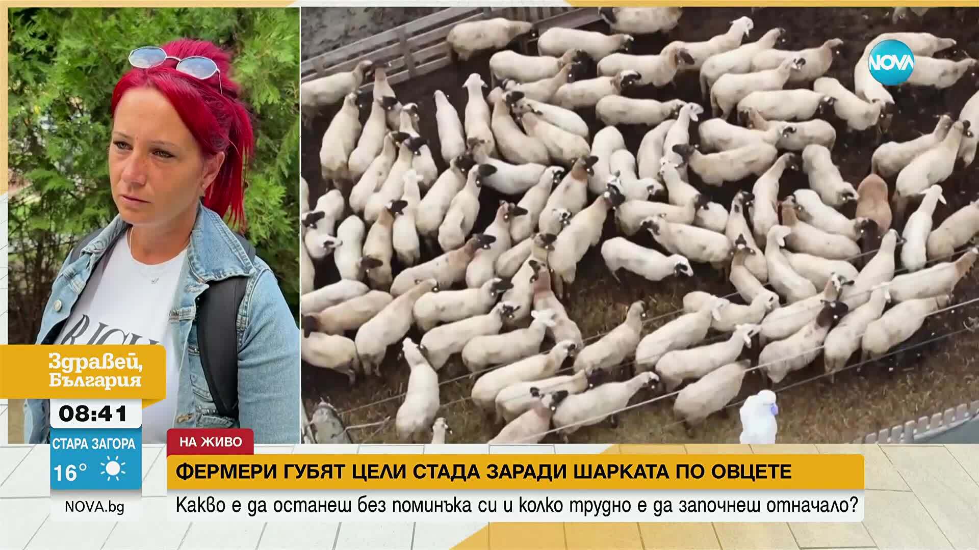 Фермери губят цели стада заради шарката по овцете и козите