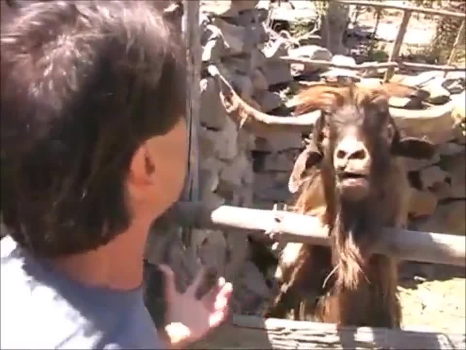 Човек и Козел не се разбират :d