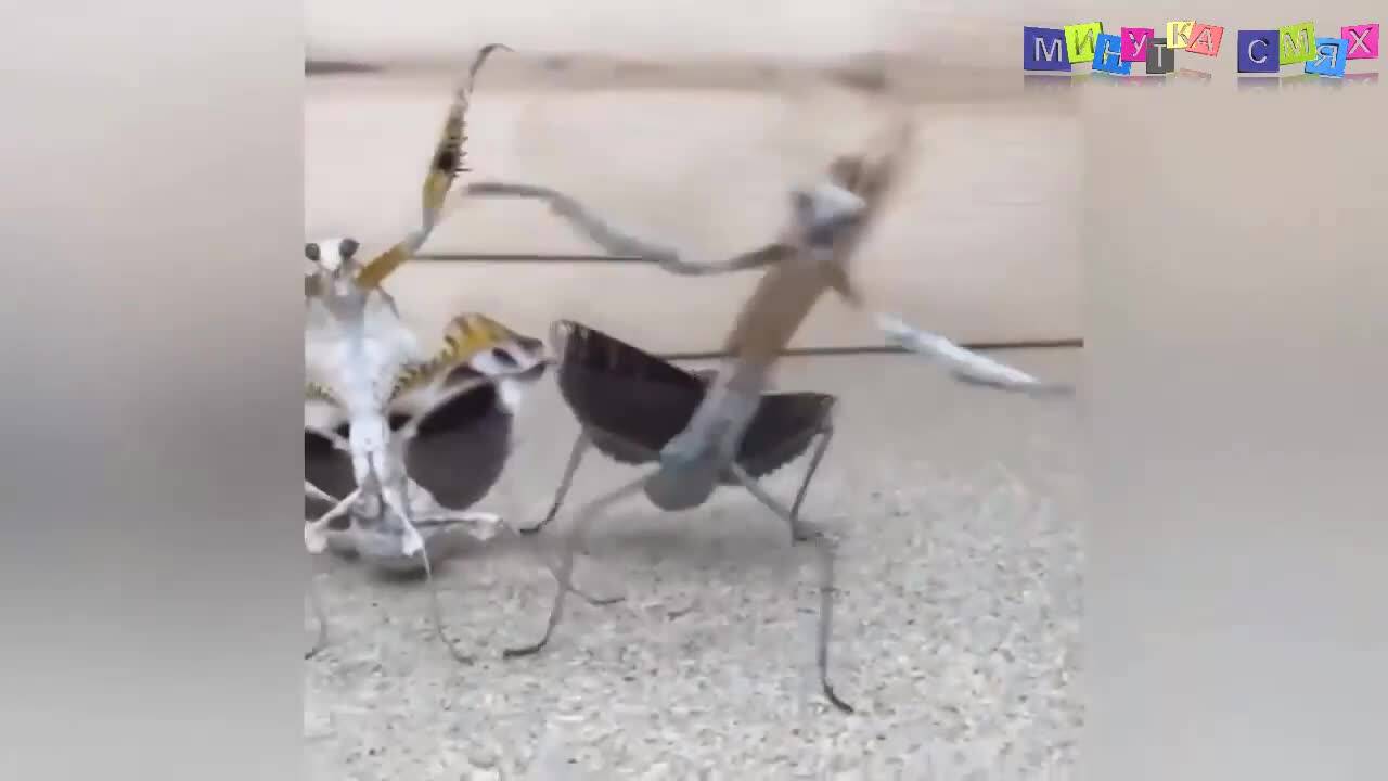 Смешни изцепки на едно място - Минутка смях
