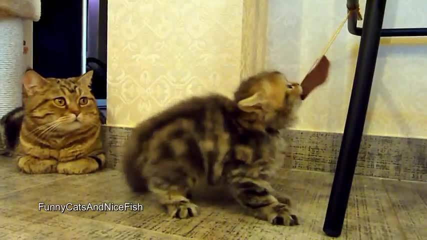 Симпатично коте си играе по забавен начин