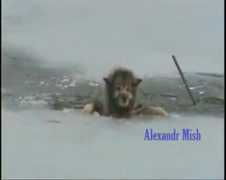Много силно видео - Компилация спасявания на кучета