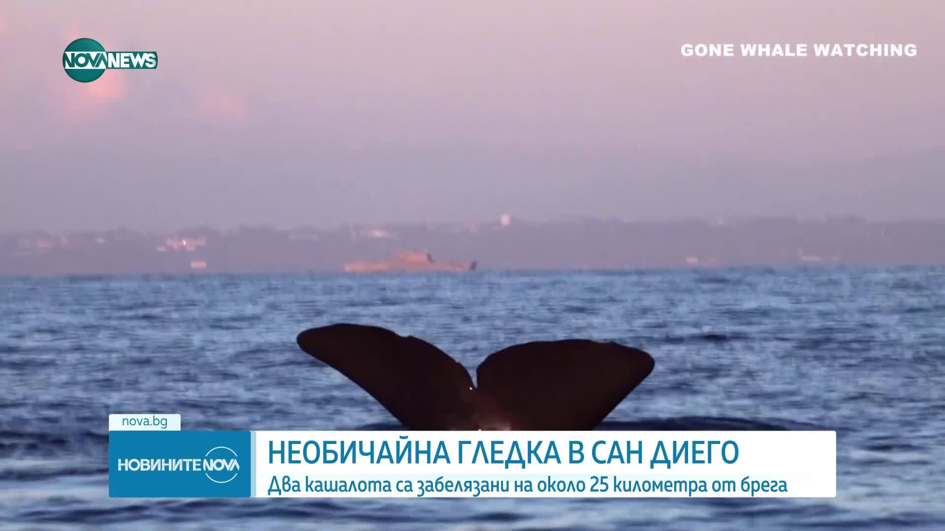 Необичайна гледка от Сан Диего: Два кашалота са забелязани на около 25 километра от брега