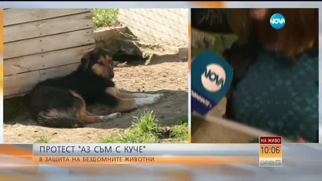 Активисти искат затварянето на кучешките приюти